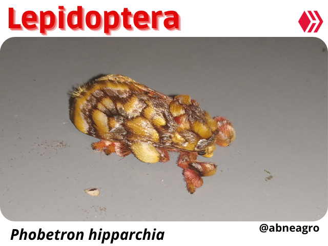 Automeris cf. jucunda (6).png