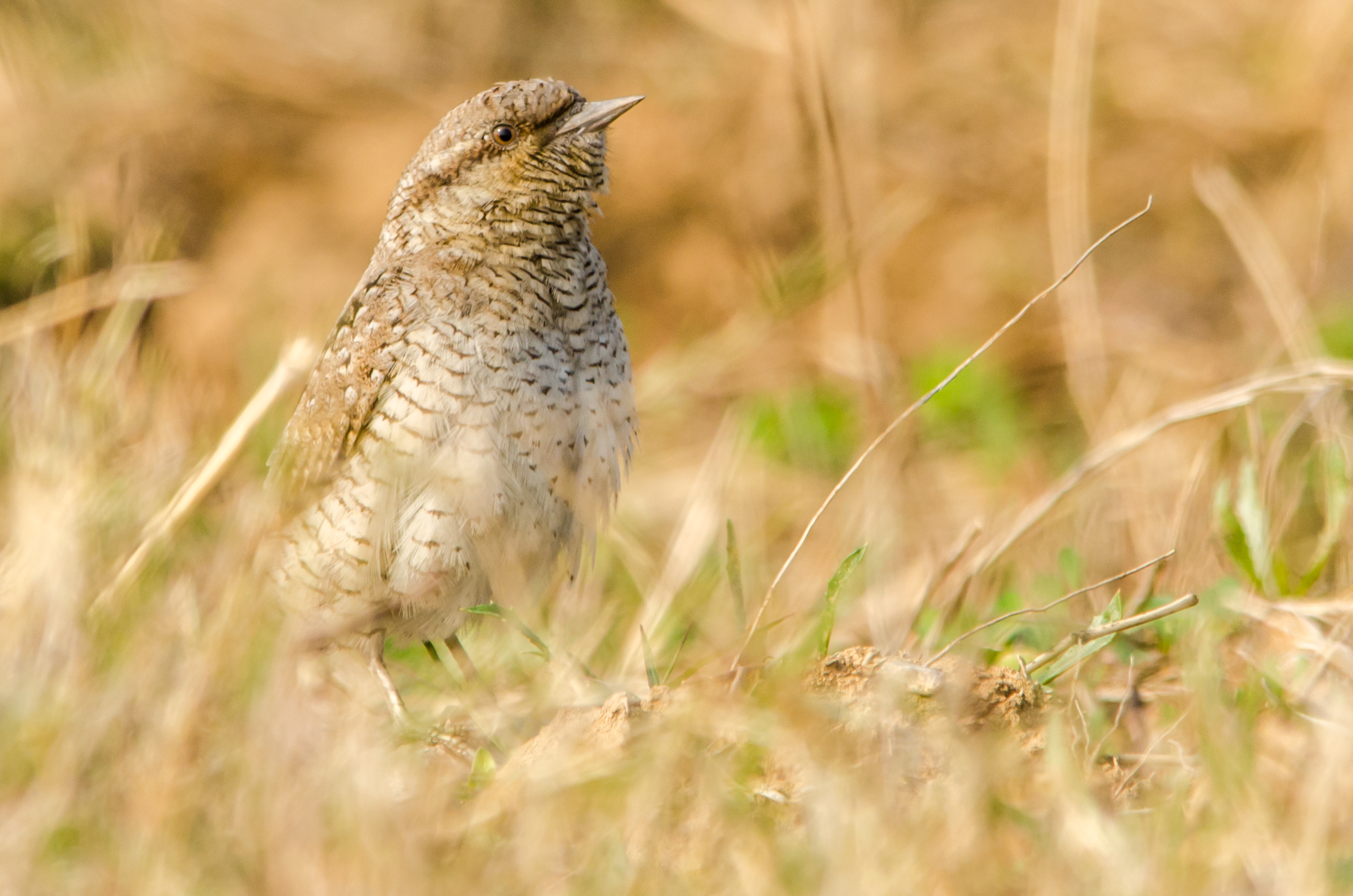DSC_5914.jpg