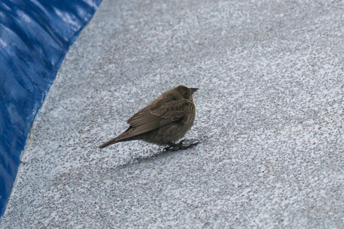 IMG_8650.jpg
