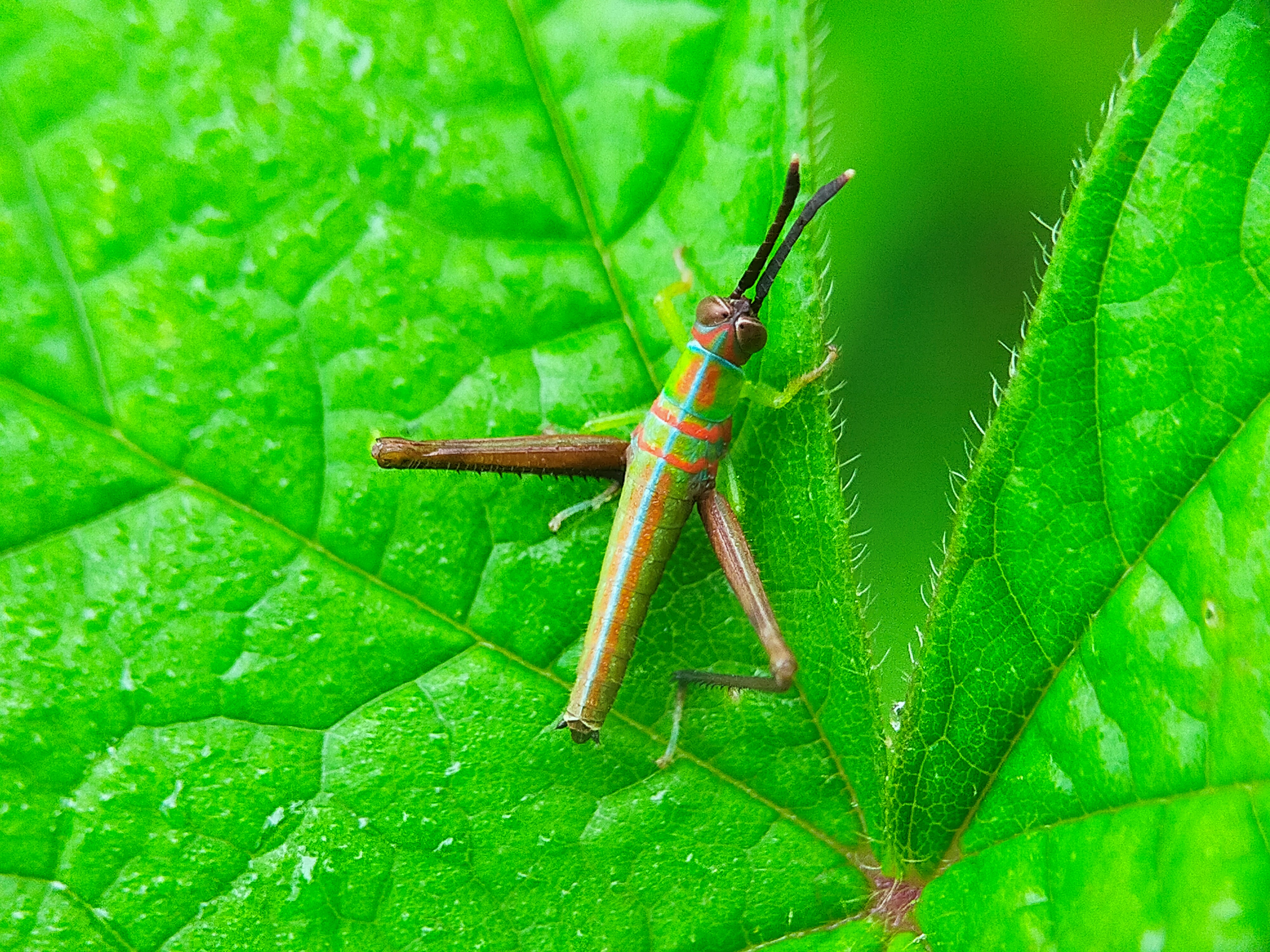 Grasshopper Color (21).jpg