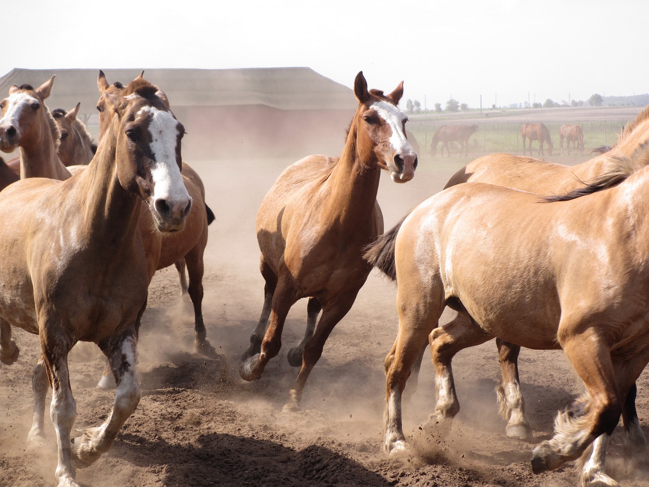 MaxPixel.net-Horses-Stampede-Animals-Ranch-Argentina-Gaucho-4212301.jpg