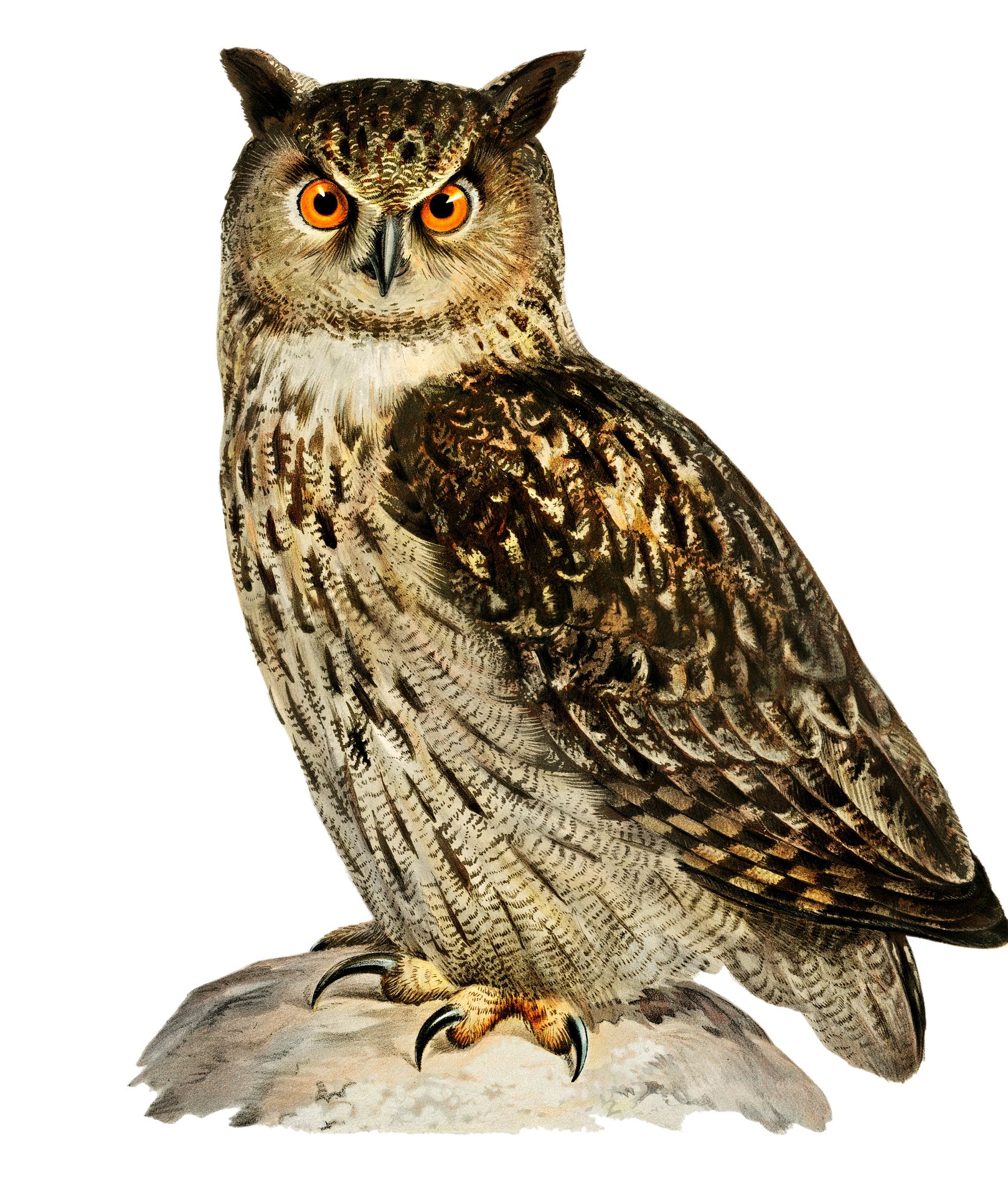 eurasian-eagle-owl-6259389_1920.png