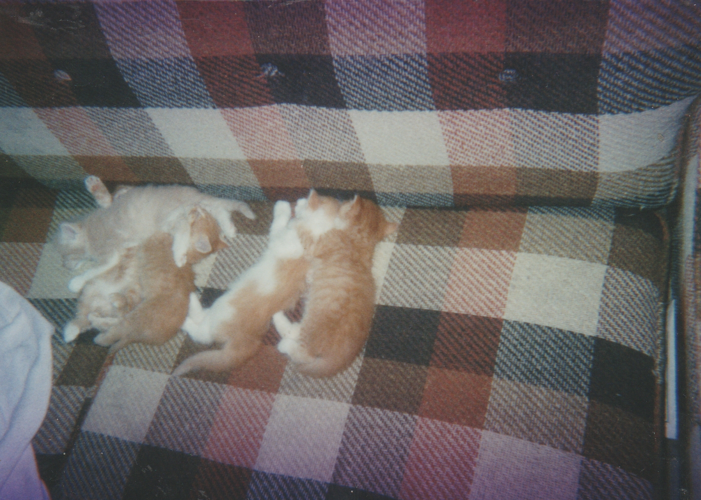 1999 maybe - Honey Cat kittens on the couch.jpg