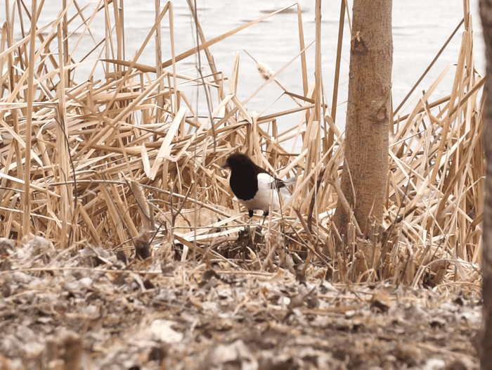 сорока.gif