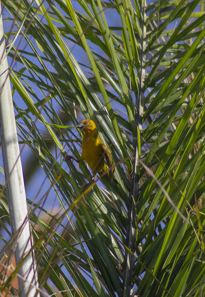 Cape Weaver Collecting nesting.png