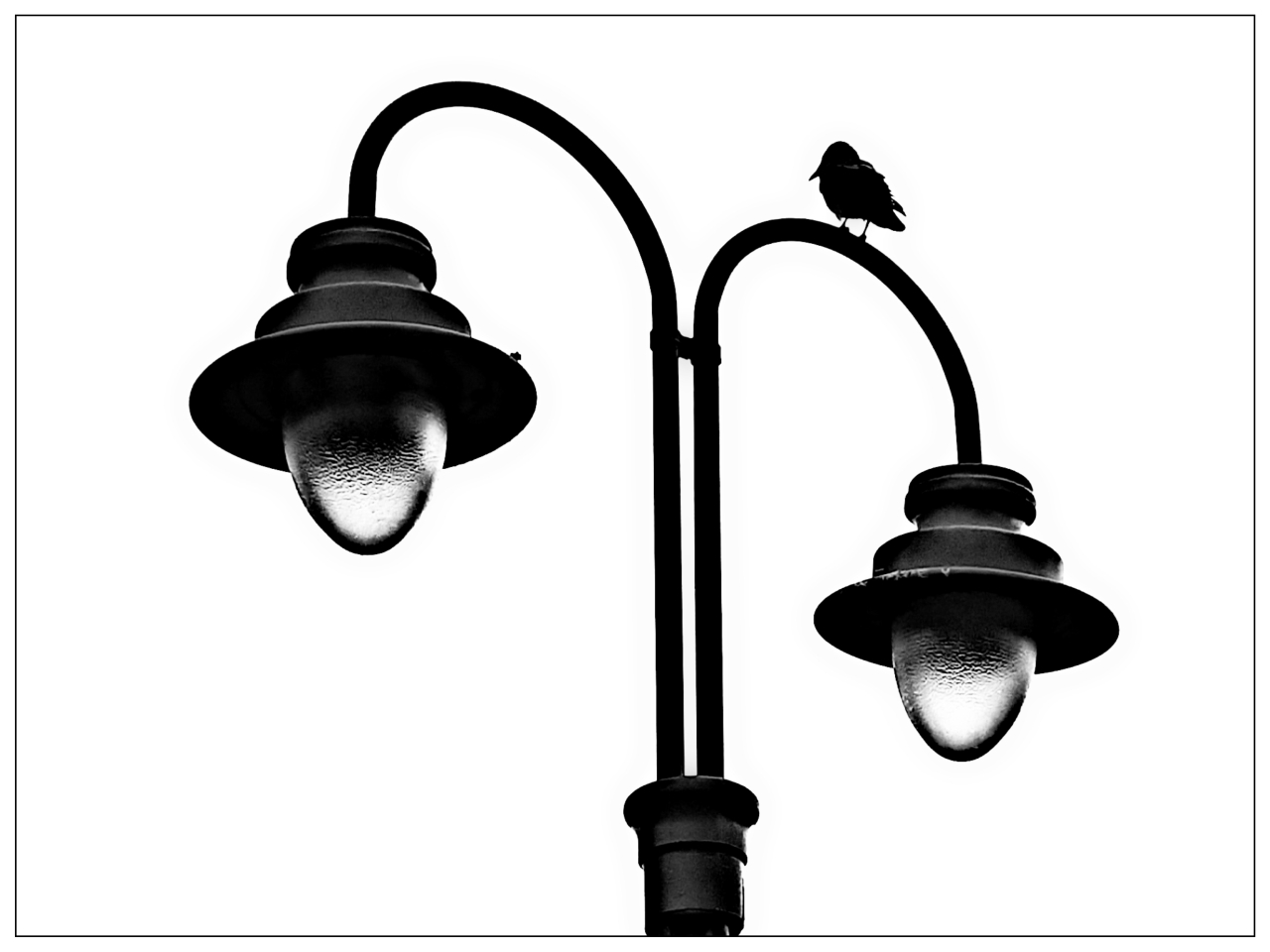 BIRD AND LAMP 3.jpg