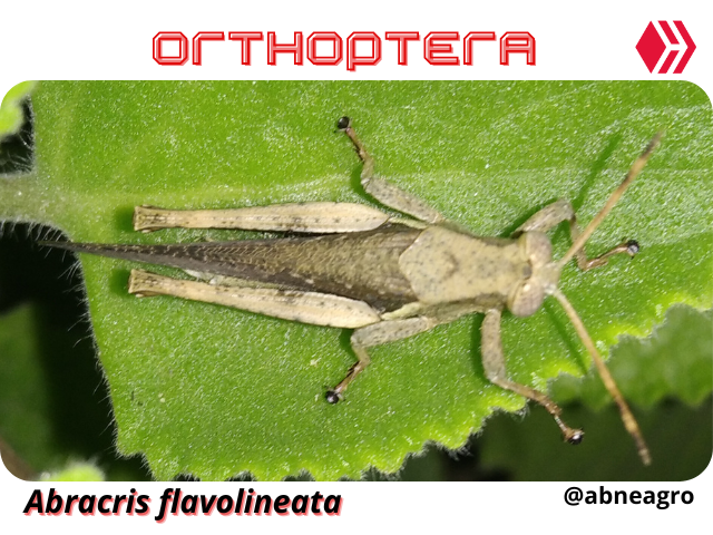 Automeris cf. jucunda (5).png