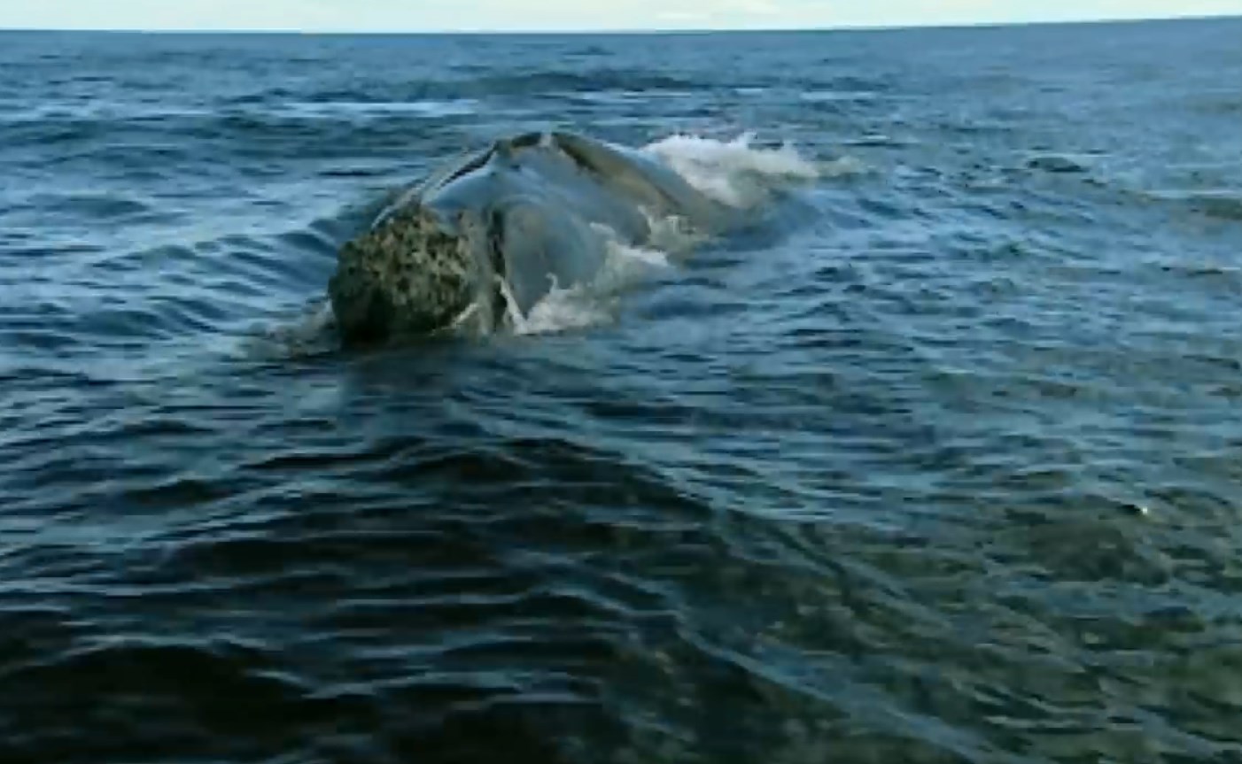 02.-Le balene in Patagonia-15.jpg