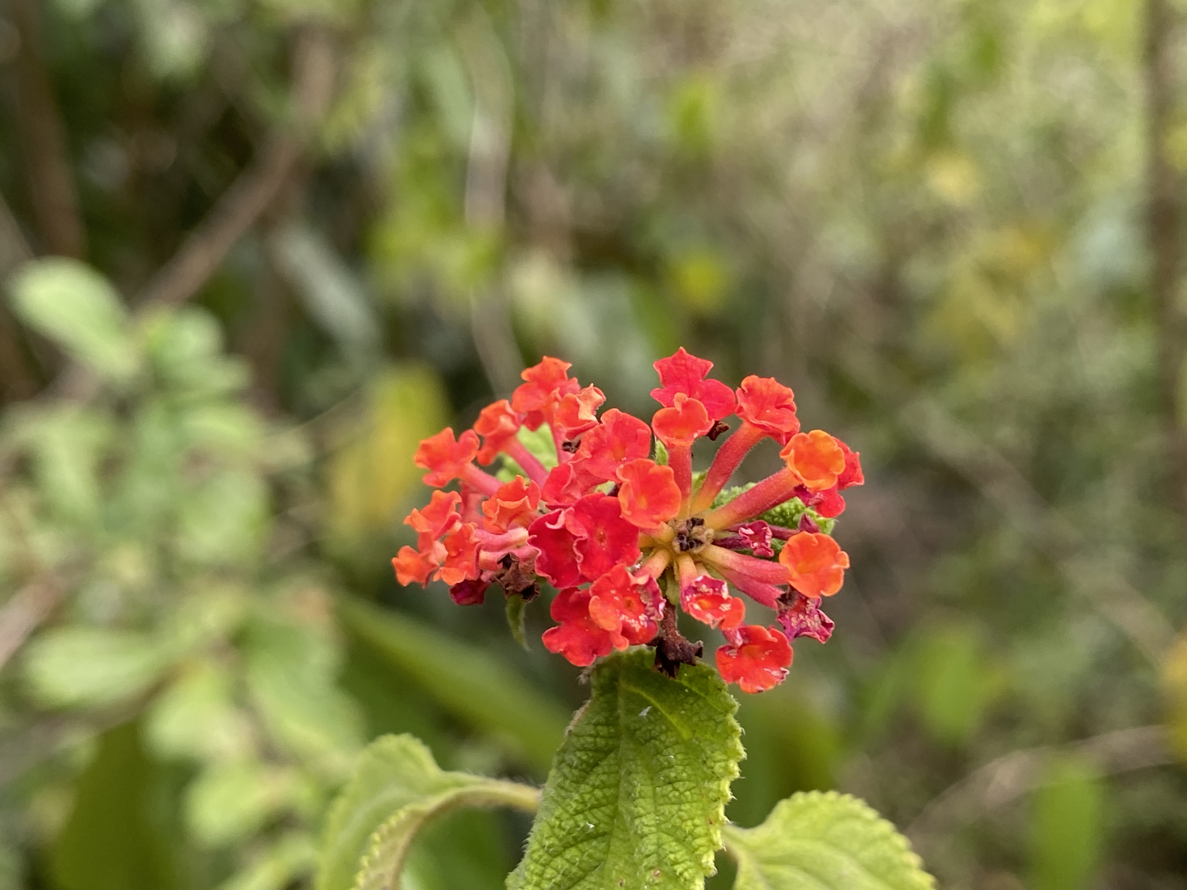 IMG_9328.jpeg