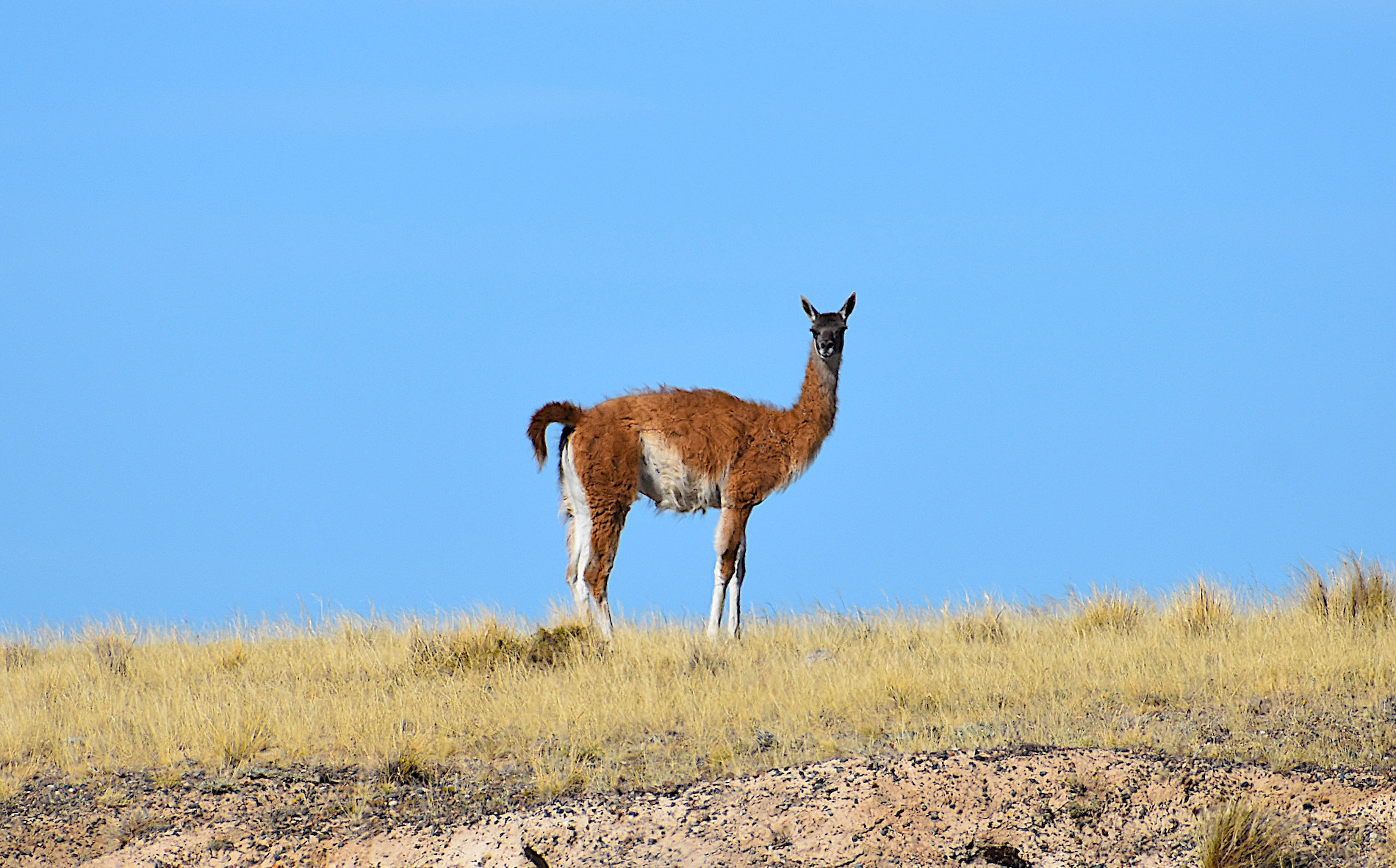 Madryn-50.jpg