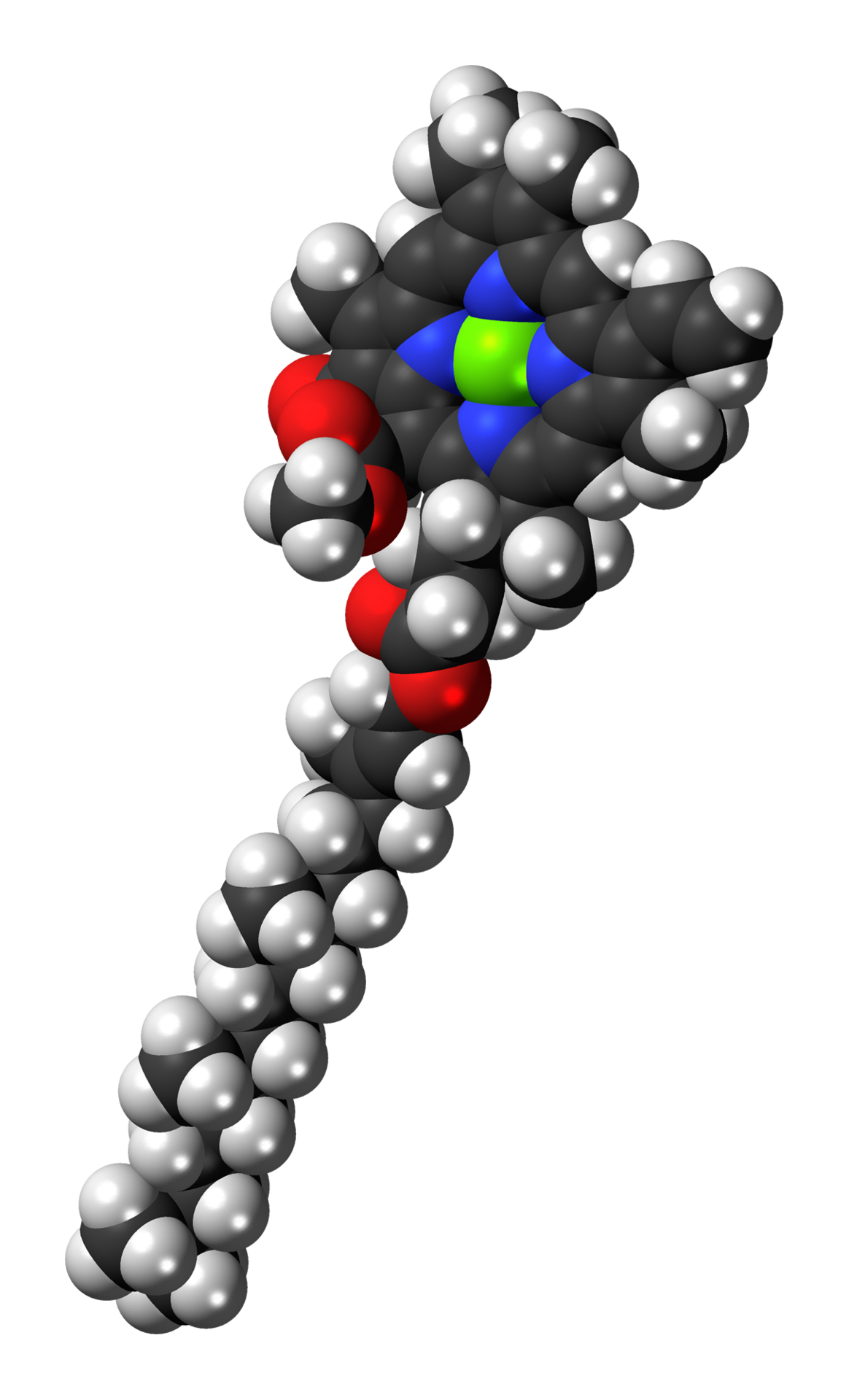 1164px-Chlorophyll-a-3D-spacefill.png
