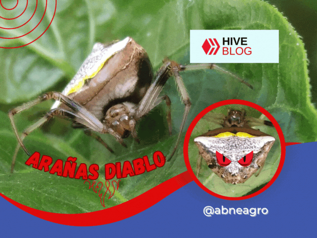 Arañas diablo | Observaciones sobre una extraña tejedora del género Verrucosa