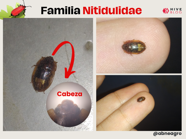 portada.png