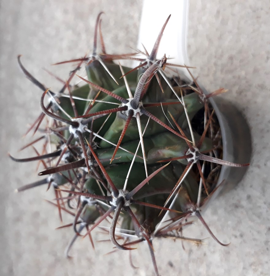 ferocactus1.jpg