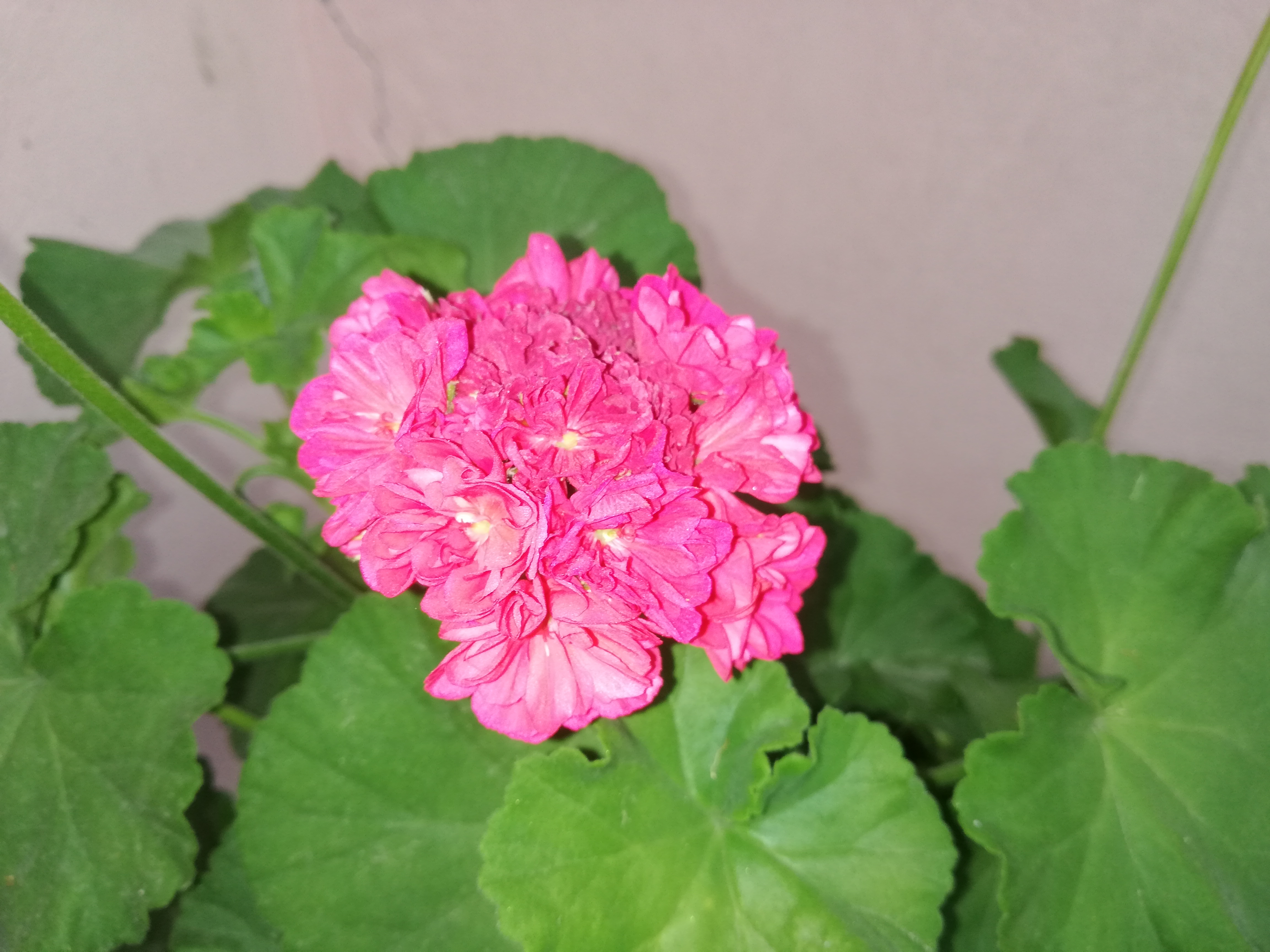 IMG_20200518_185205.jpg