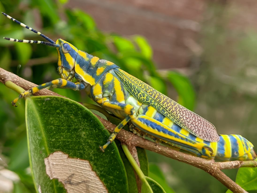 painted grasshopper (2).jpeg