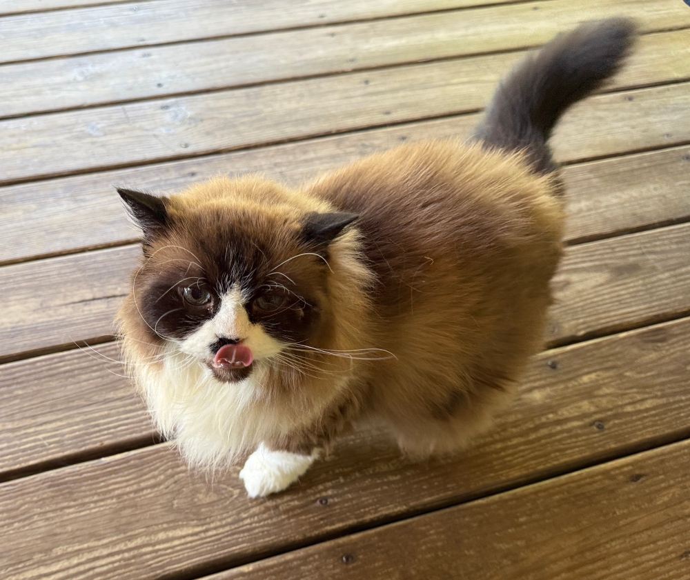 caturday-cat (1).jpg