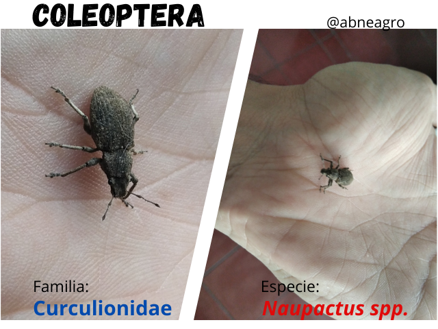 Coleoptera(8).png