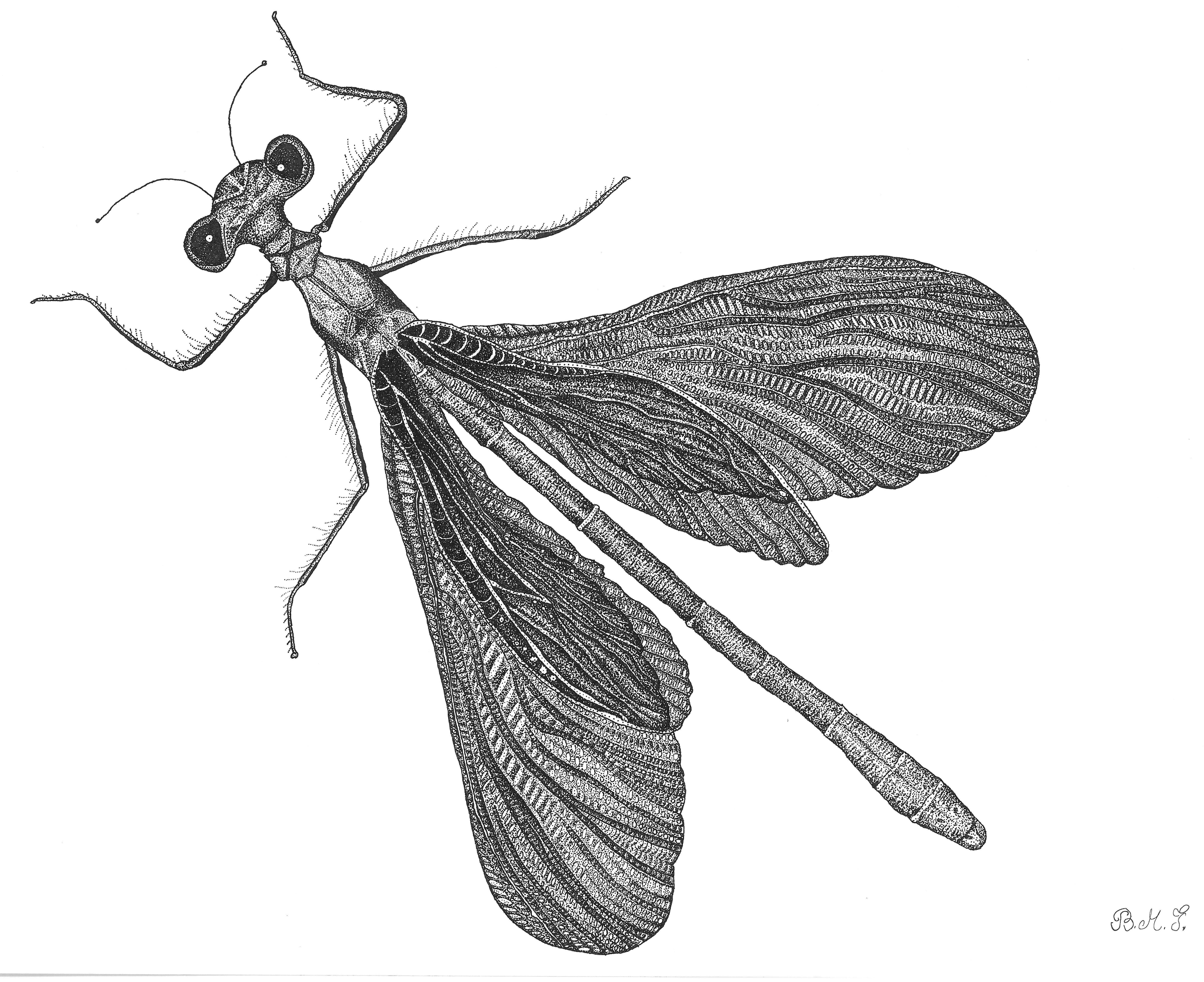 dragonfly (7).jpg