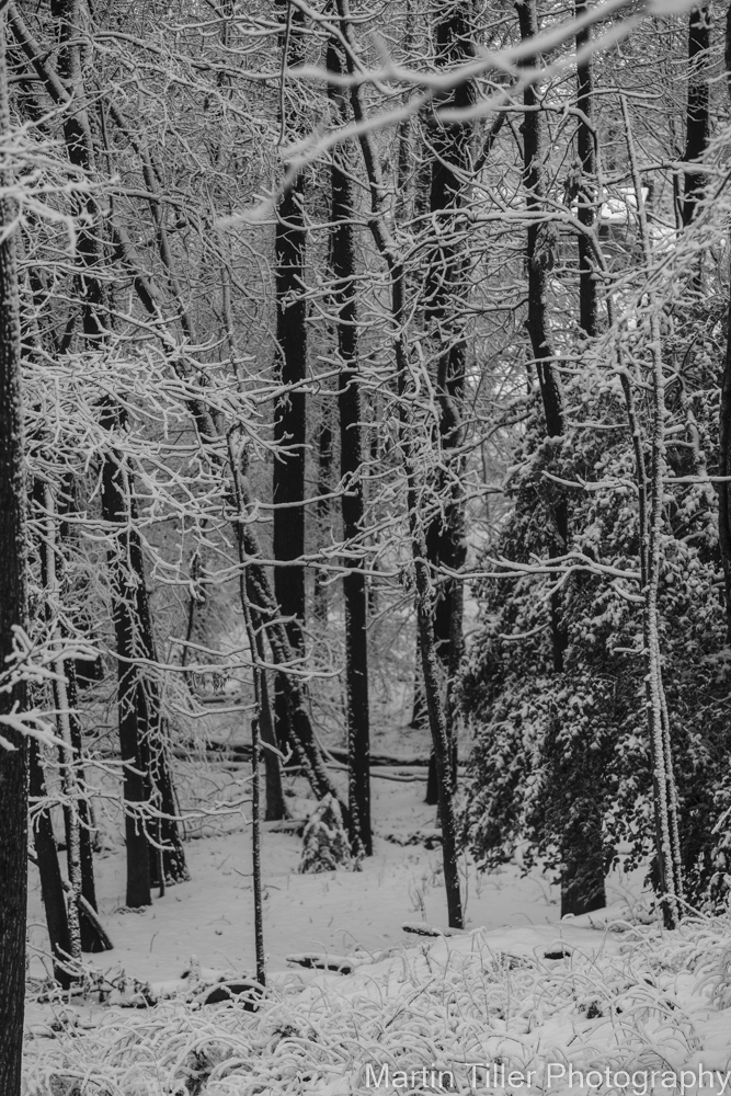 Snowfall black and white (5 of 6).jpg