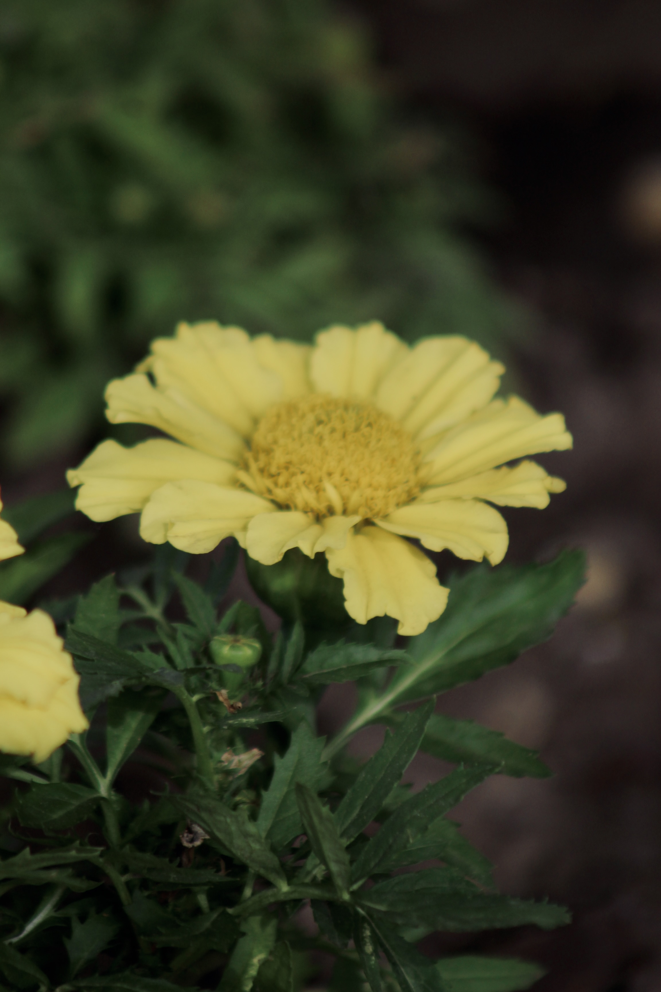 IMG_4098.jpeg