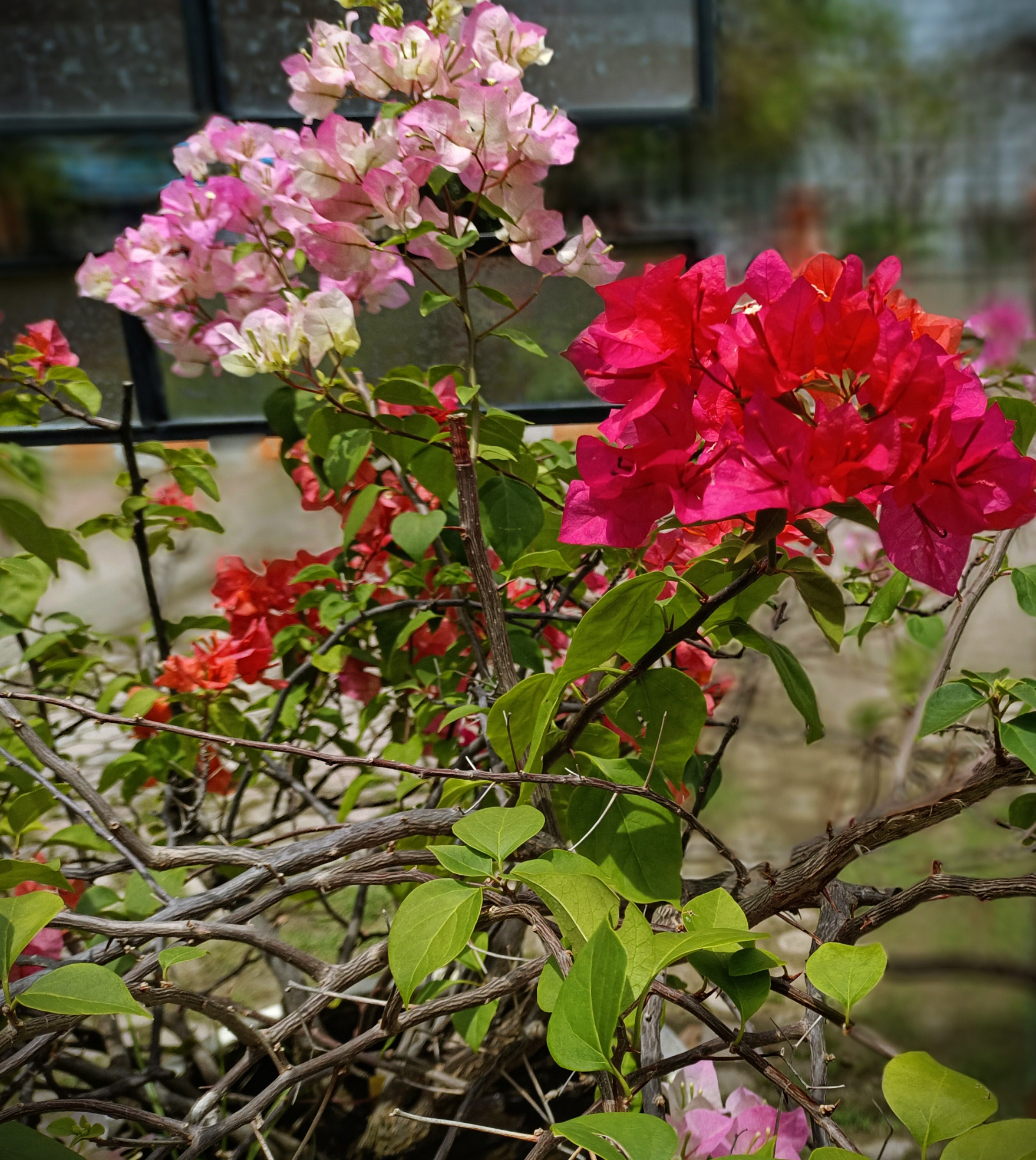 IMG_20250406_003742.jpg