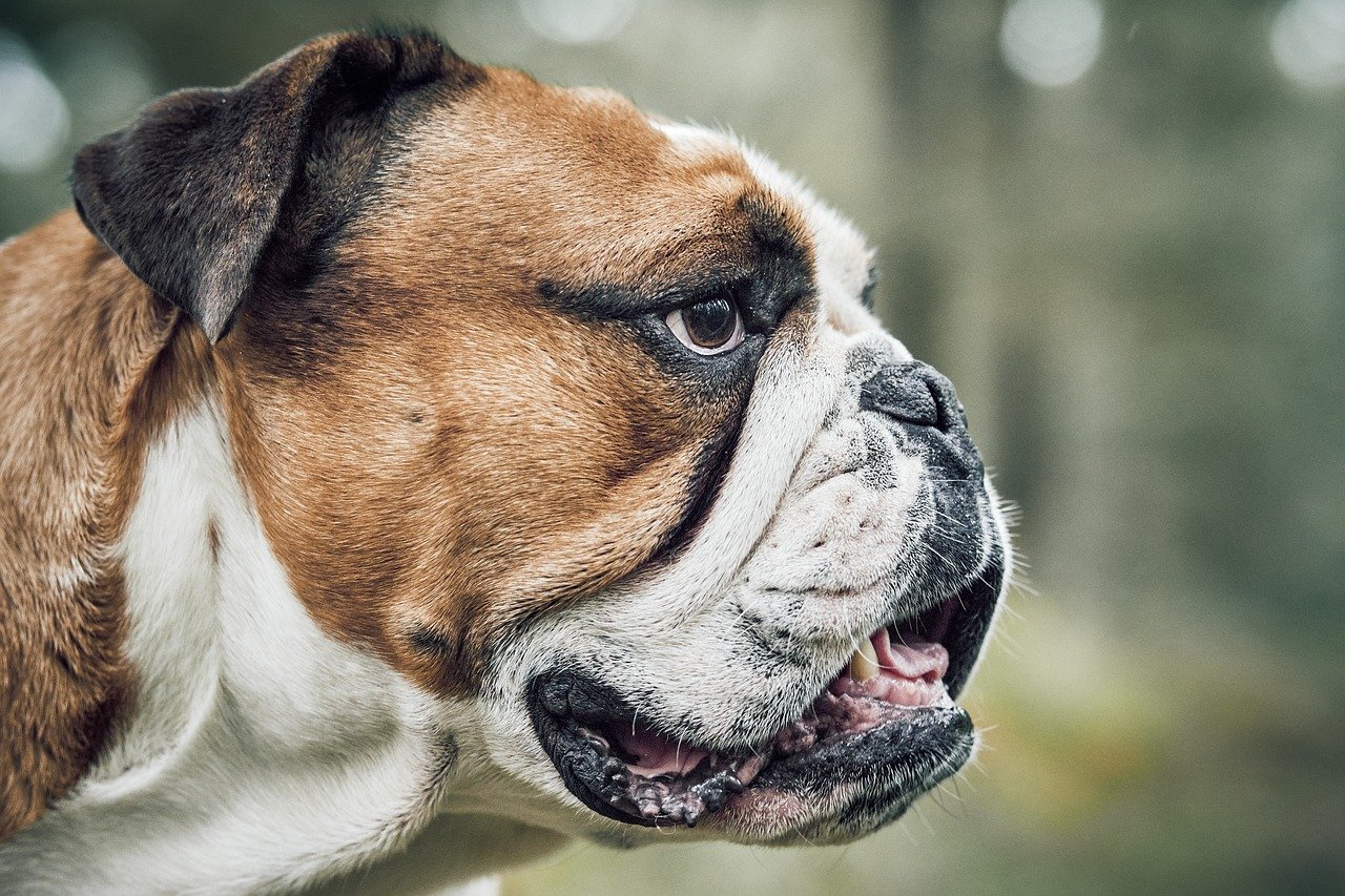 dog-9080320_1280.jpg
