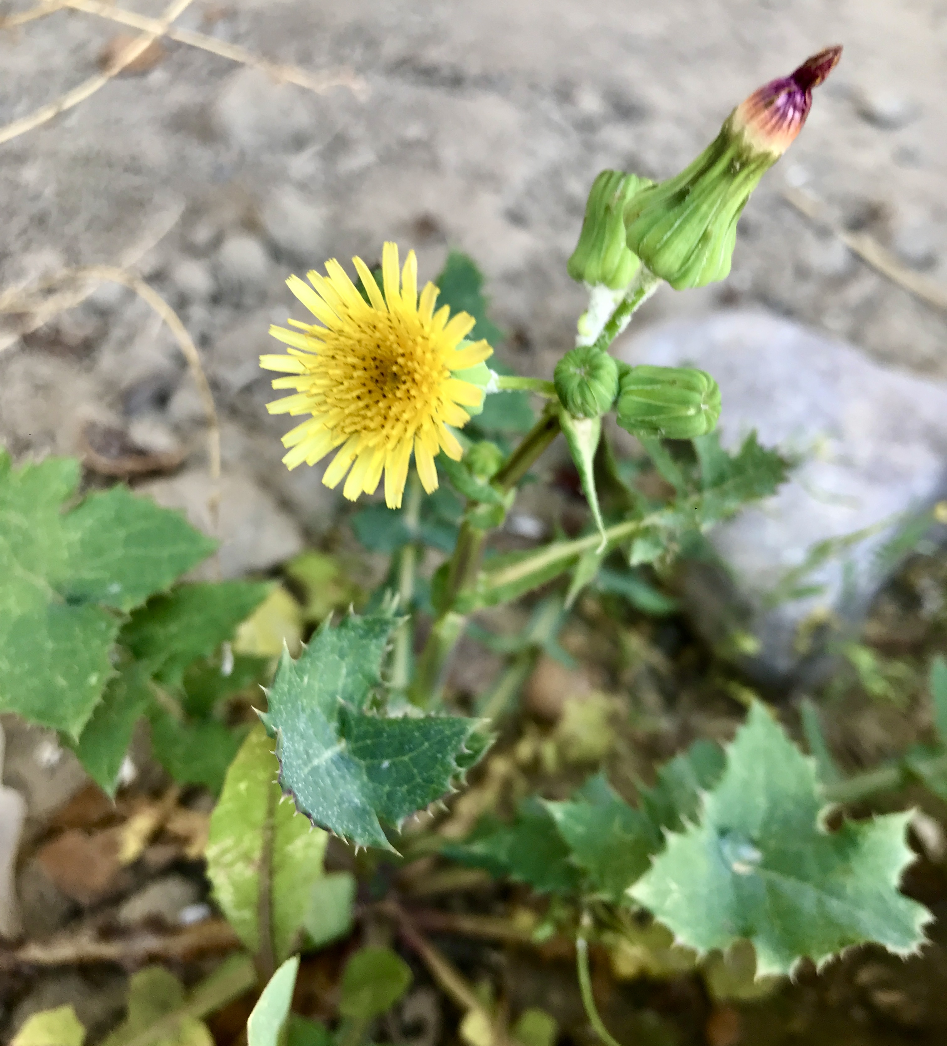 IMG_8082.jpeg