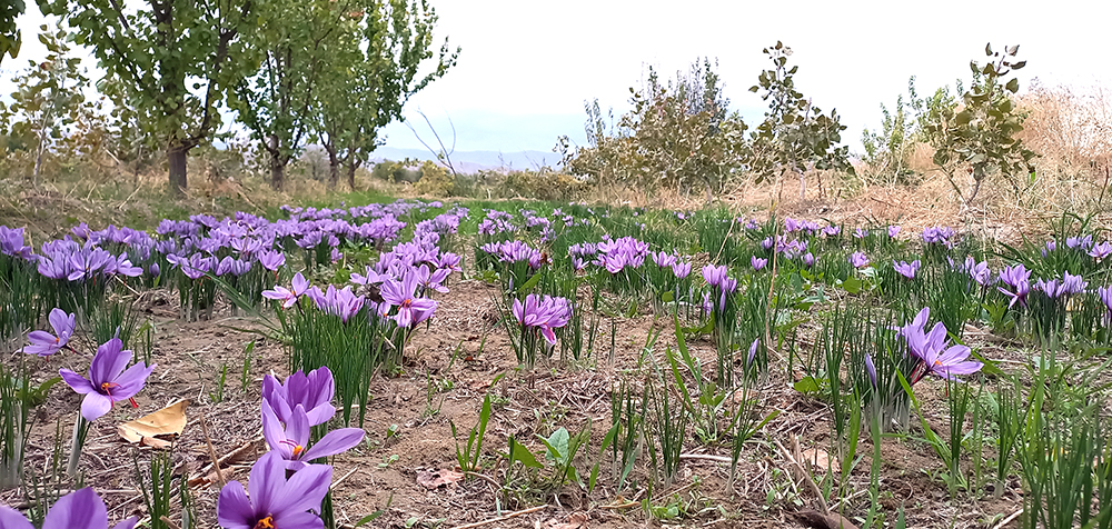 Harvesting saffron gems — Hive