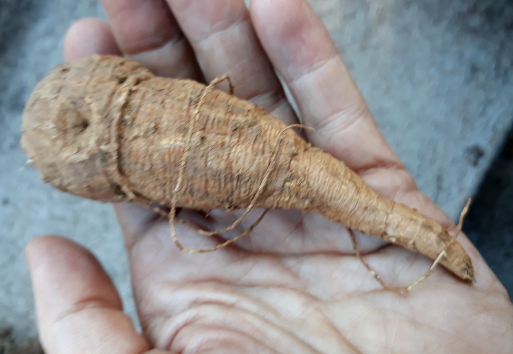 ipomoea sp.jpg