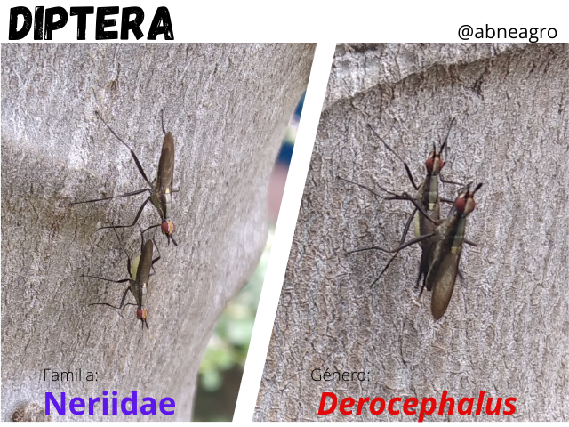 Diptera(5).png