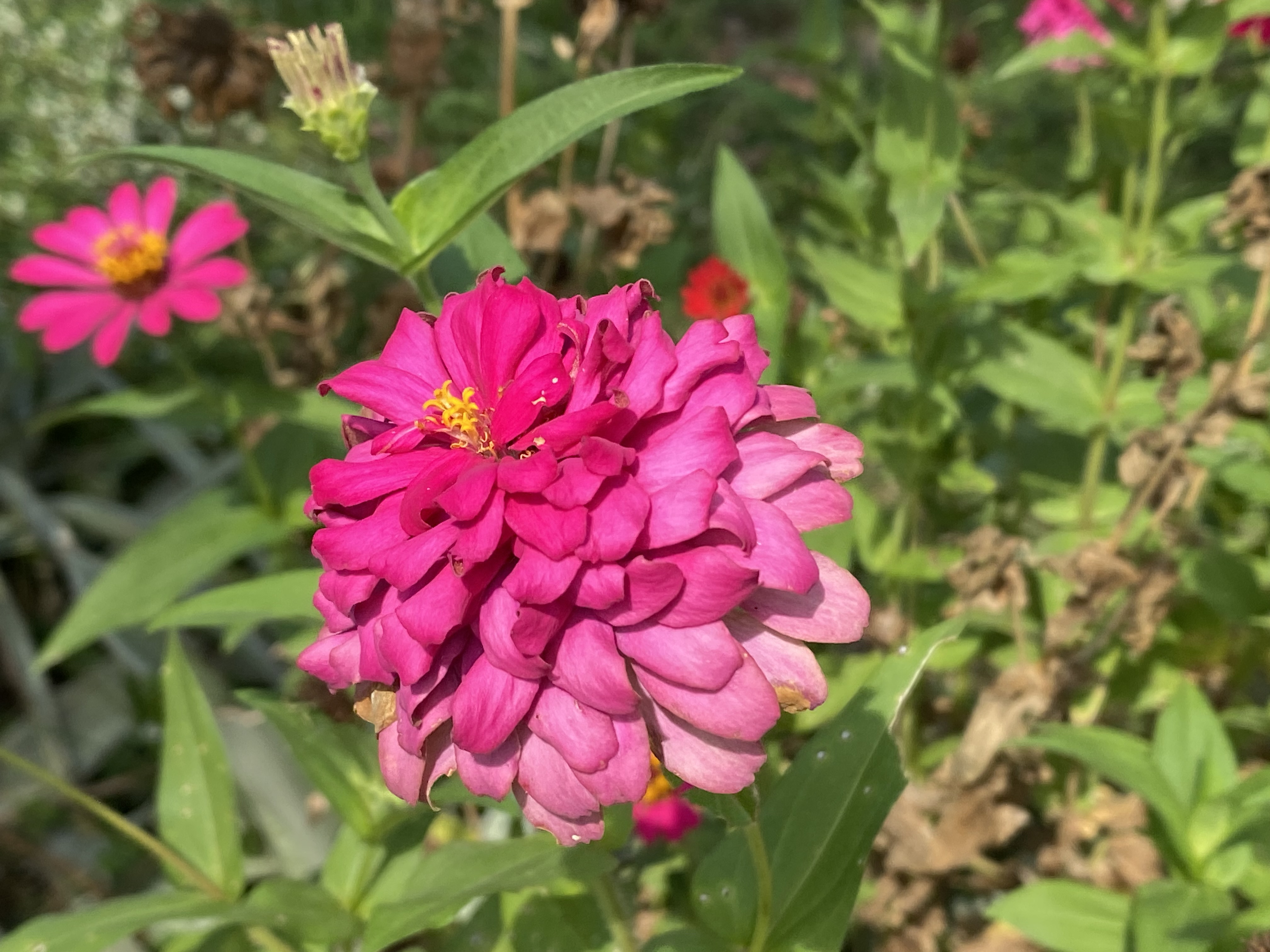 IMG_3586.jpeg