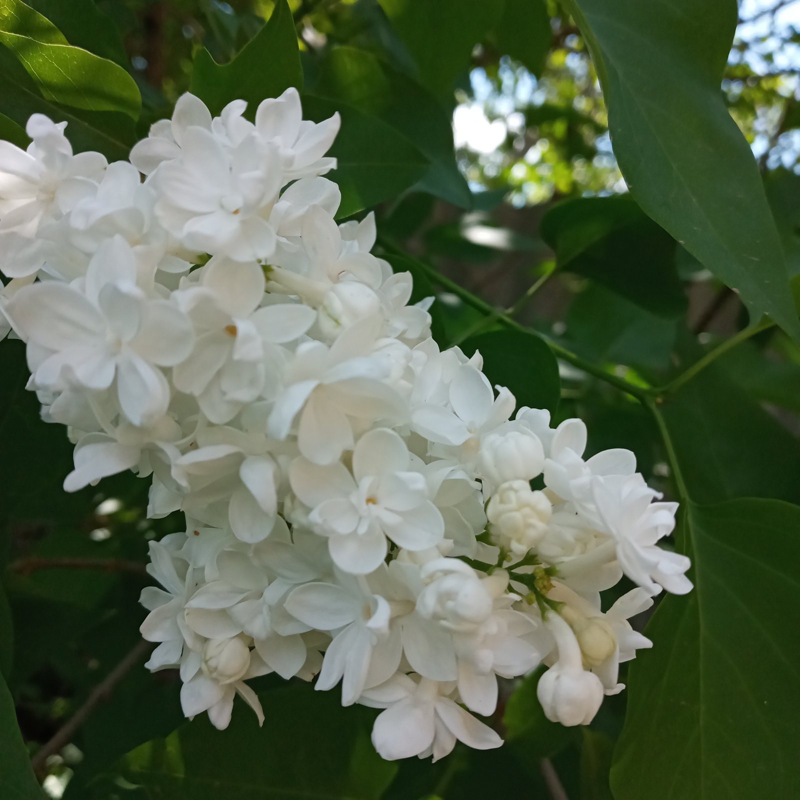 55B12C8C-5ED0-47B0-BA6F-2E647424317E.jpeg