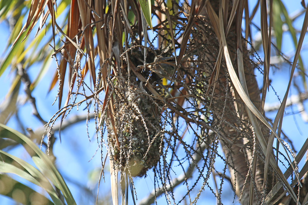 bushtitnest.jpg