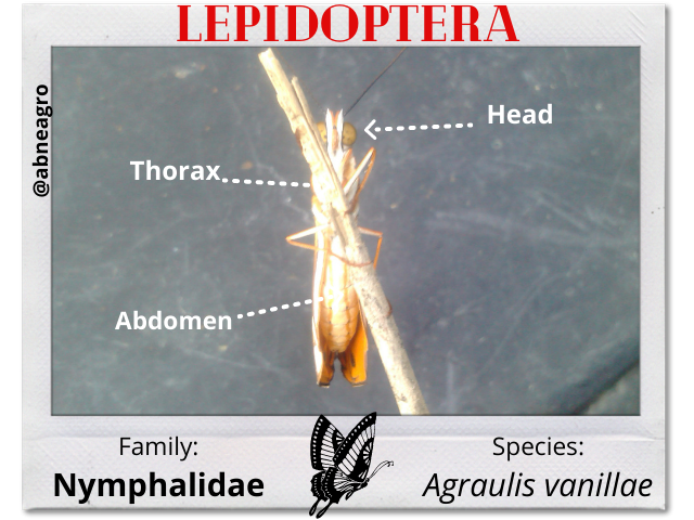 Lepidoptera 4 partes 1 english.png