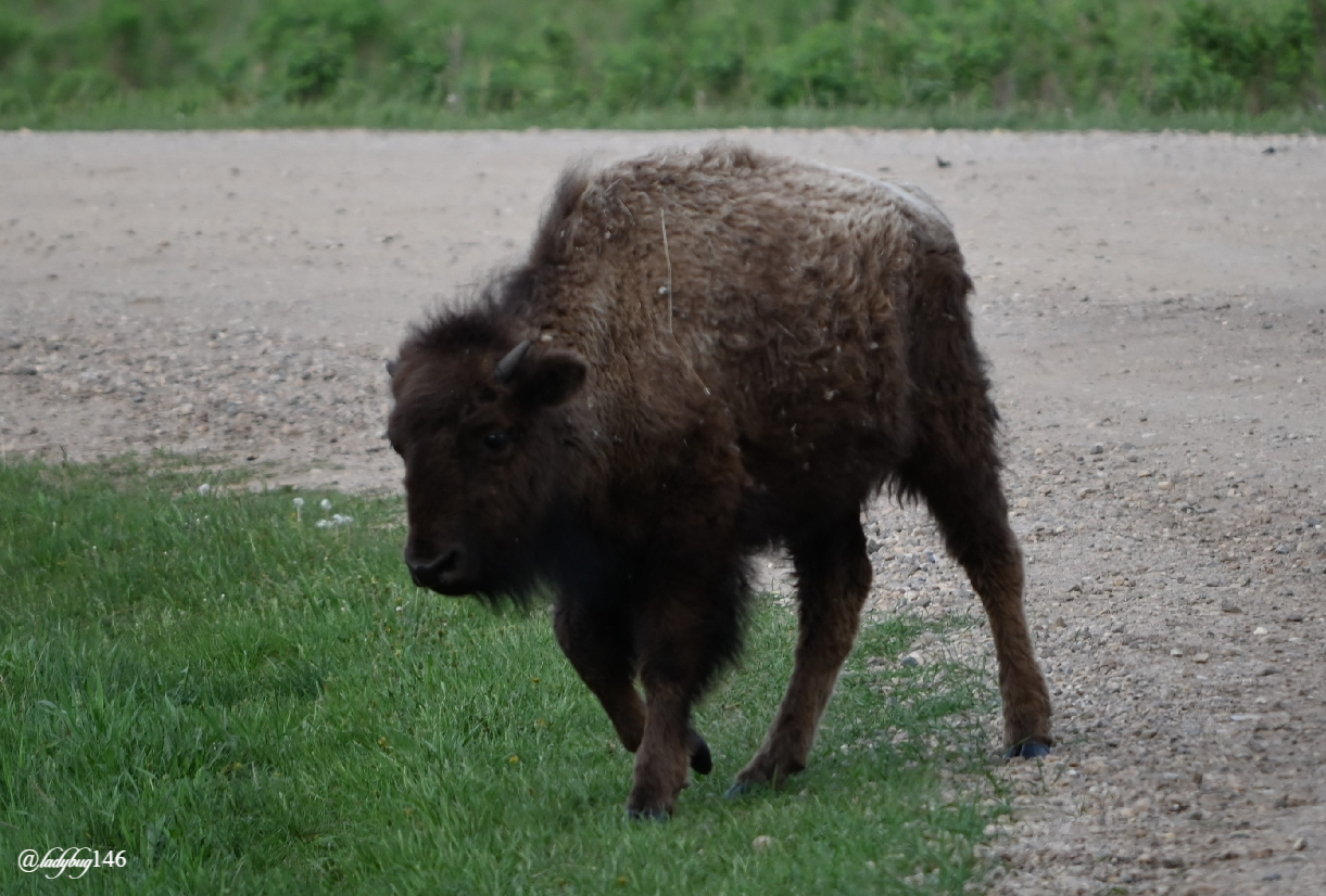 bison (18).jpg