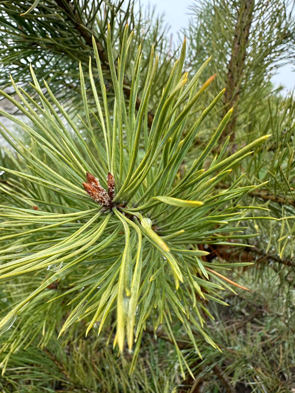 IMG_5035.jpeg