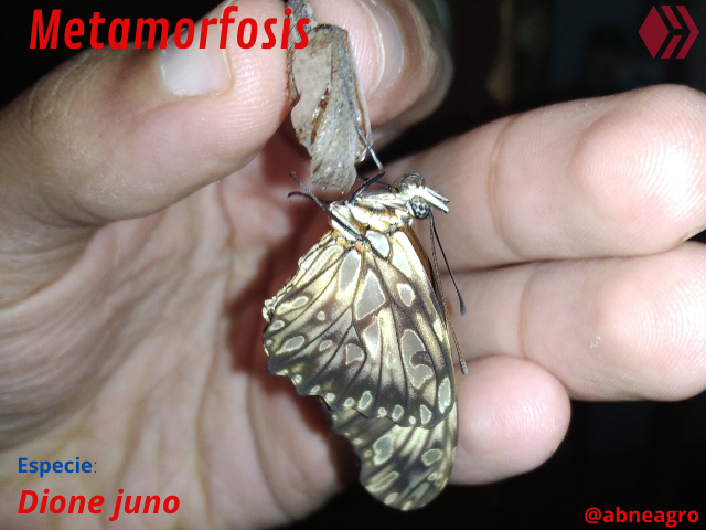 Automeris cf. jucunda (8).png