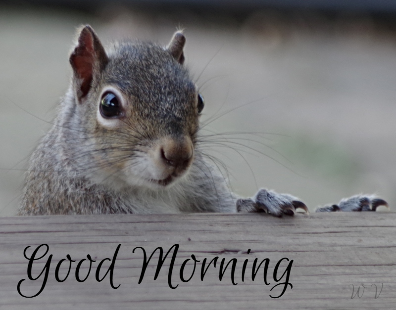 animal-photography-squirrel-1-greetings.jpg