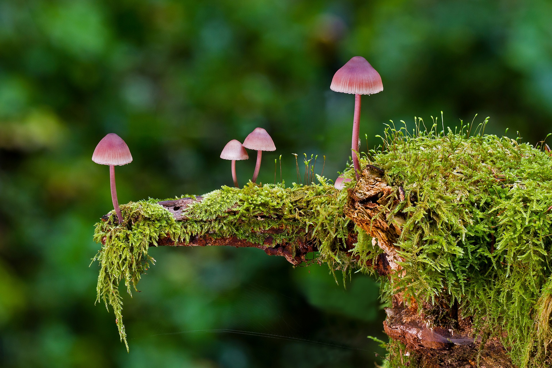  "small-photo-fungi.jpg"