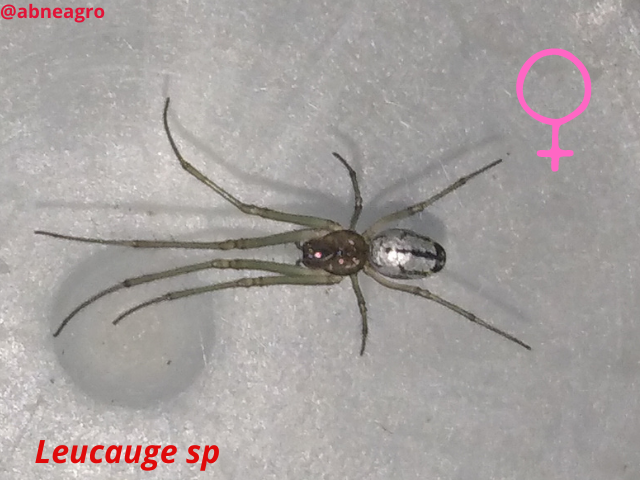Automeris cf. jucunda (9).png