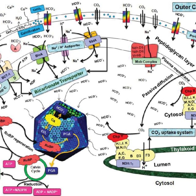 Illustration-of-the-CO-2-uptake-and-fixation-mechanism-in-cyanobacteria_Q640.jpg