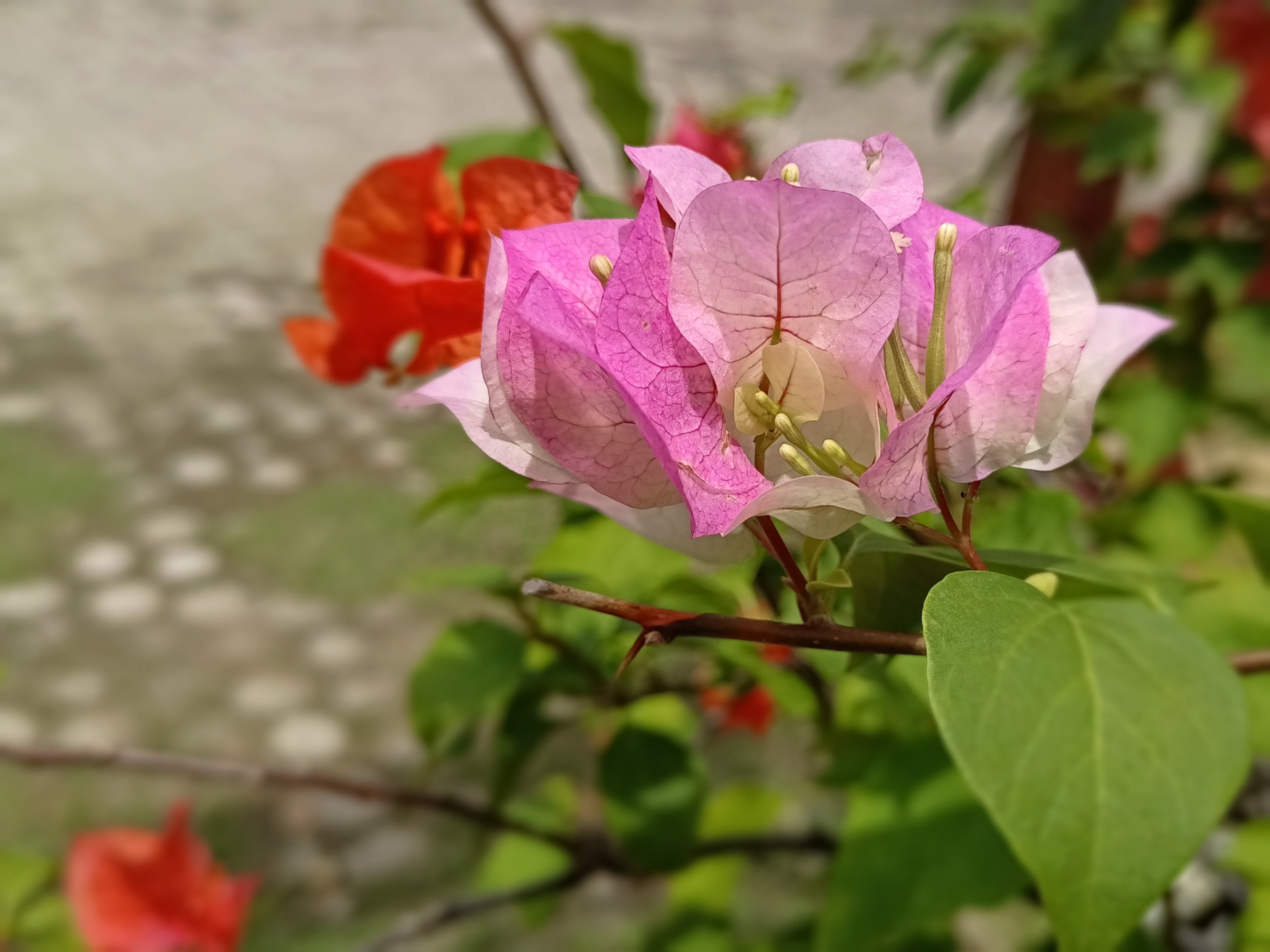 IMG_20250405_040013.jpg