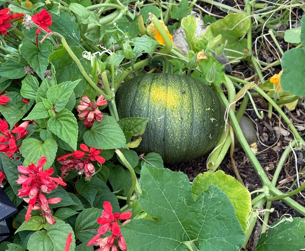 hivegarden-pumpkin.jpg