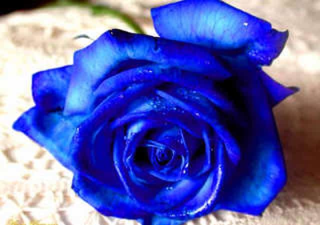 flores-azules.jpg