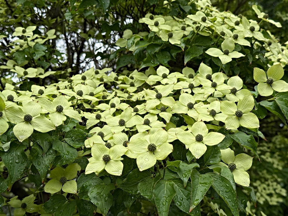 hivegarden-flower-10.jpg