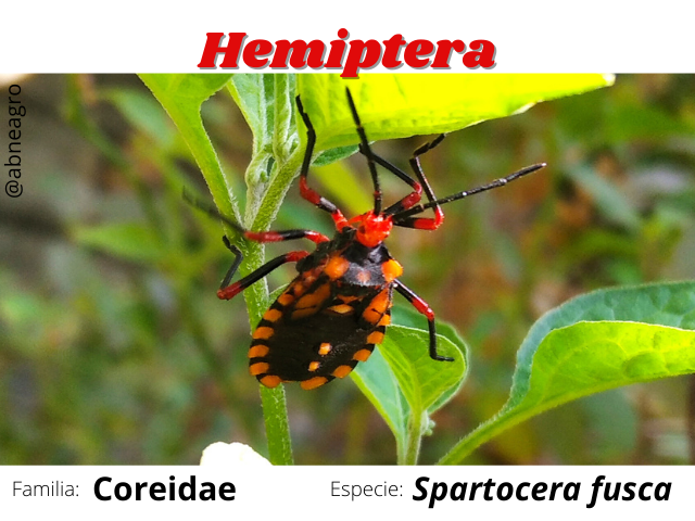 Hemiptera(1).png