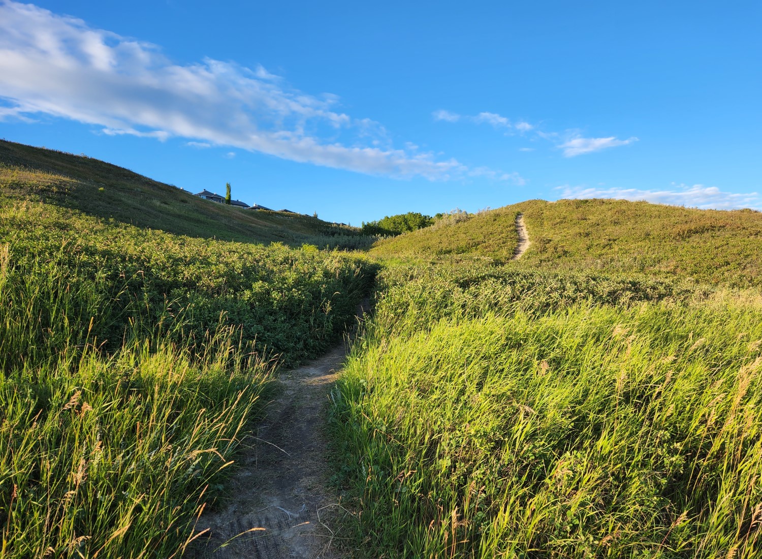 Grassy Coulee.jpg