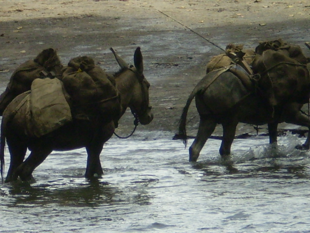 burros de carga.jpg