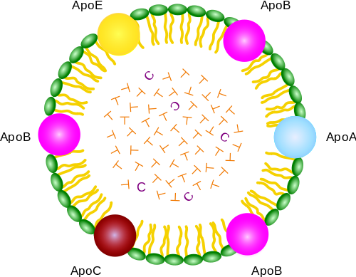 500px-Chylomicron.svg.png